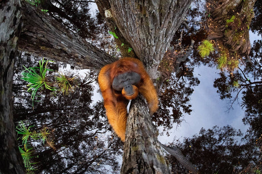 7 Best Wildlife Photography Tips for Photographers