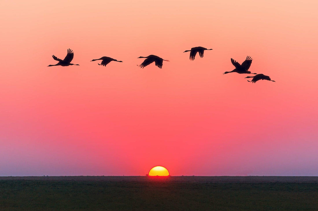 When is Golden Hour Photography? 15 Tips to Shoot Magic Hour Photos