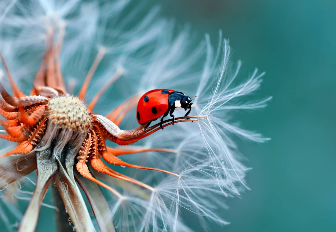 What is Macro Photography?